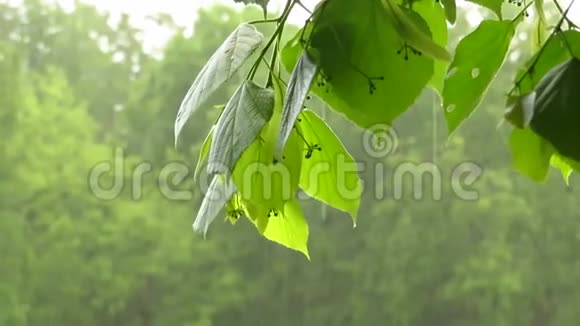 公园里下着大雨视频的预览图