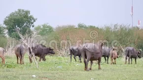 水牛群在草地上行走视频的预览图