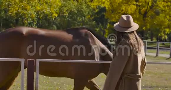 一个年轻的高加索女孩穿着优雅的外套戴着帽子骑着优雅的棕色马在畜栏里散步欧洲黑发女孩视频的预览图