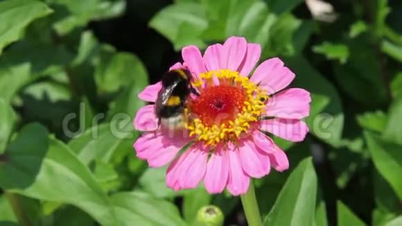 粉红色紫妮亚花上的大黄蜂视频的预览图