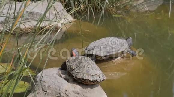 两只海龟在湖面上视频的预览图