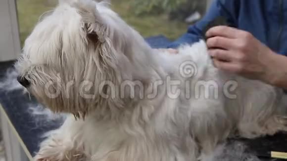 修剪西高地白猎犬的背部视频的预览图