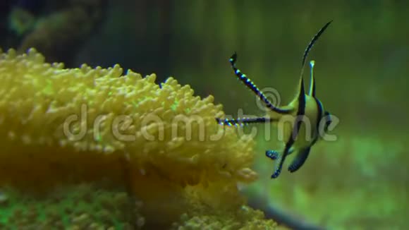 水族馆里的月亮鱼视频的预览图