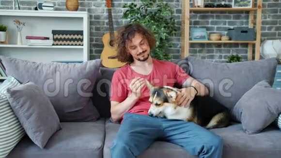 可爱的主人爱抚在公寓沙发上休息的可爱的科吉狗视频的预览图
