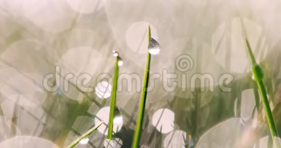 雨滴湿草视频的预览图