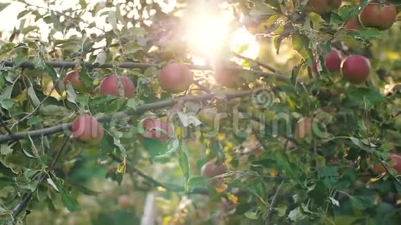 日落时苹果在树上视频的预览图