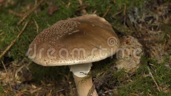 大型蘑菇帽和茎视频的预览图