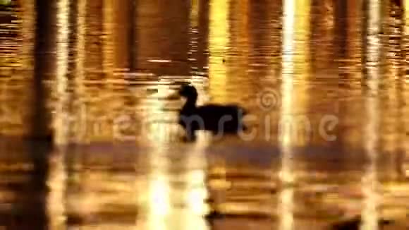 绿鸭漂浮在五颜六色的水面上视频的预览图