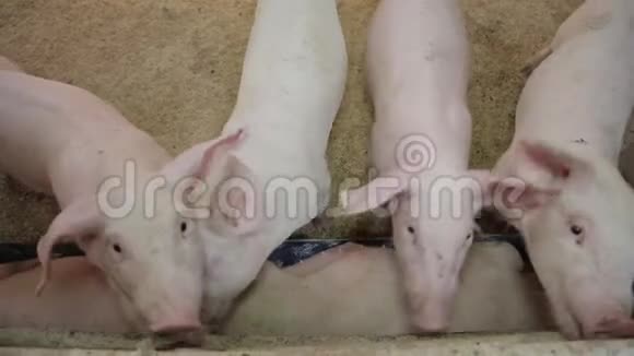 猪吃视频的预览图