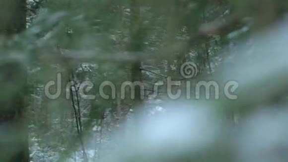 冬林高比特率视频的预览图