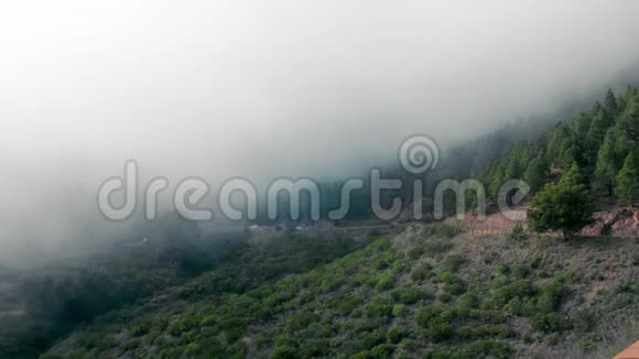 冷杉林迷雾景观视频的预览图