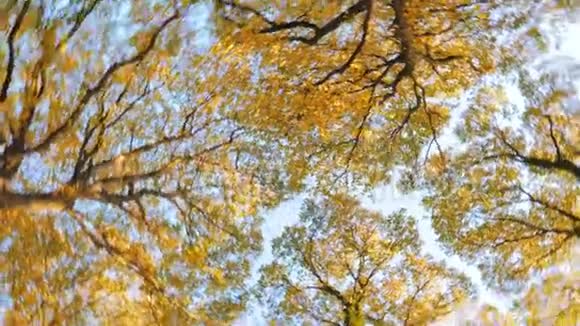 金秋树和蓝天视频的预览图