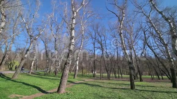 高段树木的全景视频的预览图
