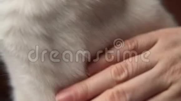 手抚摸光滑的白猫视频的预览图