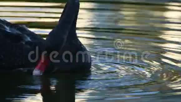 黑天鹅在湖边吃草视频的预览图