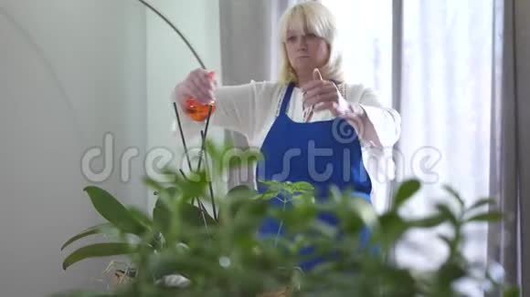 自信的金发白种人女人在家养植物上喷洒水微笑穿着蓝色围裙的快乐退休者视频的预览图