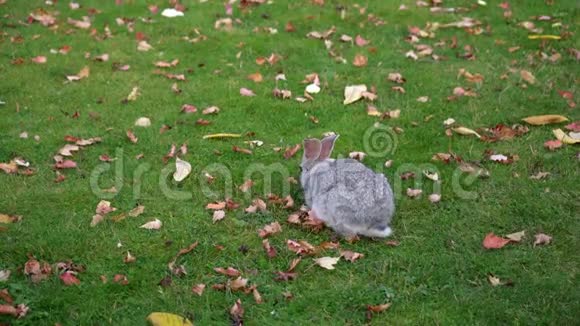 灰兔在绿草上视频的预览图