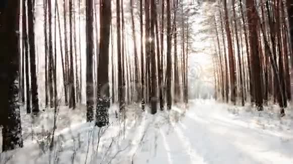 穿过森林迎接太阳视频的预览图
