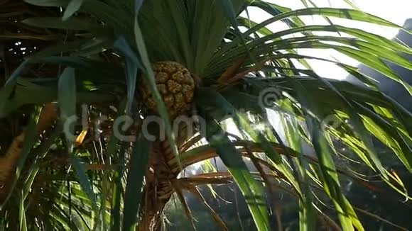 泰国阳光透过棕榈树视频的预览图