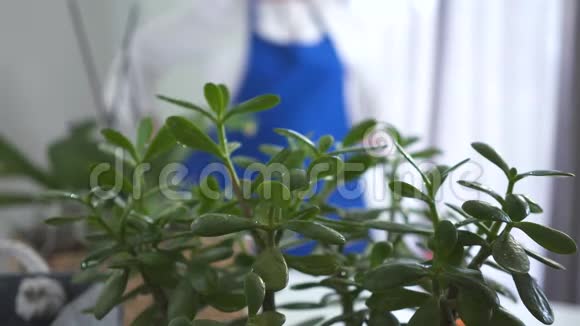 用水滴特写绿叶肤色模糊的白种人成熟的女人在背景上穿上蓝色围裙视频的预览图