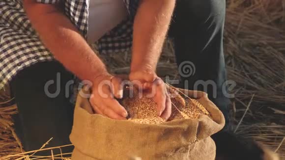 农业概念农夫手把麦粒倒进一个有耳朵的袋子里特写镜头收获谷物农学家视频的预览图