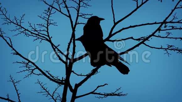 鸟儿在树枝上飞翔夜晚飞翔视频的预览图