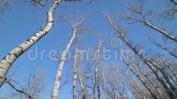 高段树木的全景视频的预览图