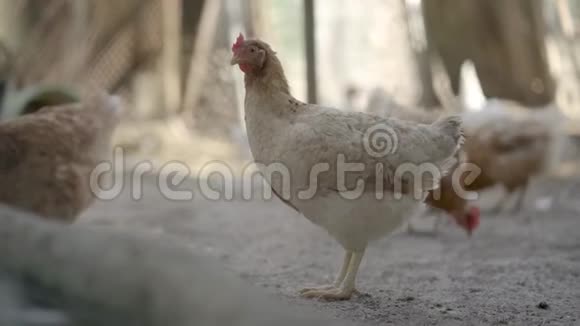 母鸡在鸡舍里视频的预览图