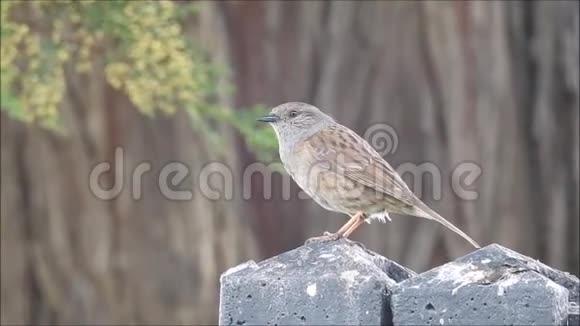 邓诺克麻雀英国鸟飞在花园围栏上视频的预览图