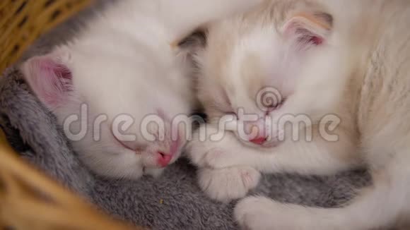 两只可爱的小猫睡在篮子里视频的预览图