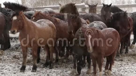 寒冷的冬天农场里的马群被雪覆盖视频的预览图