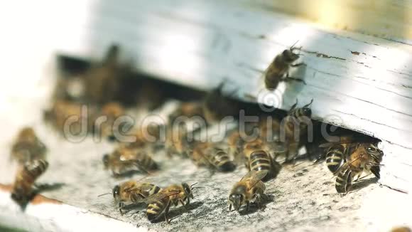 把蜜蜂关在蜜蜂屋洞里视频的预览图