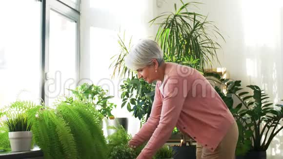 老年妇女在家照顾家中的植物视频的预览图