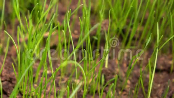草从土壤中生长视频的预览图