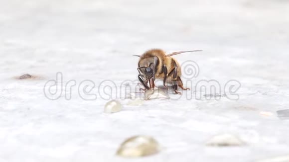 吃一滴蜂蜜的蜜蜂视频的预览图