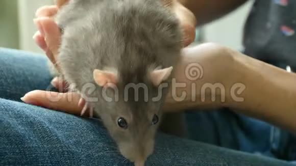 雌性膝盖上的灰鼠视频的预览图