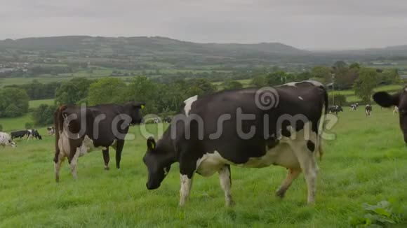 一群吃草的奶牛视频的预览图