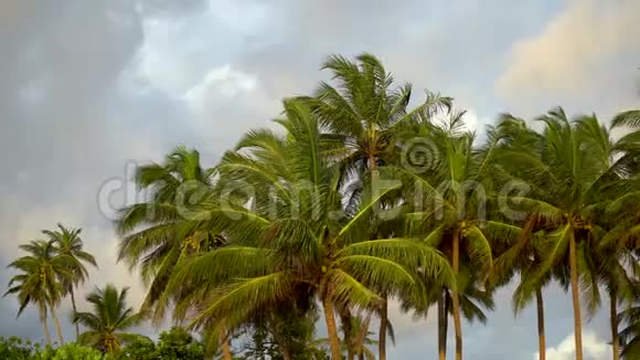 傍晚的棕榈树特写镜头视频的预览图