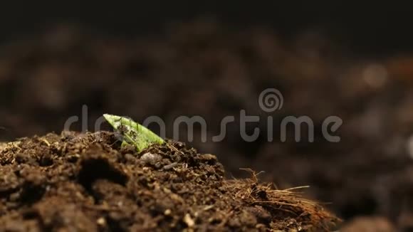 在农场种子农业种植豌豆视频的预览图