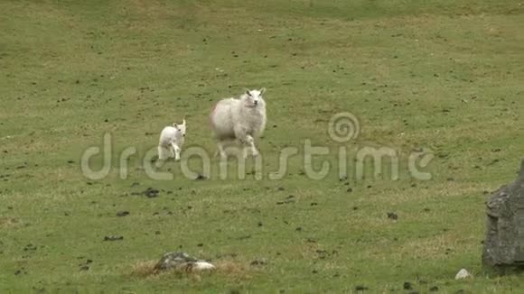 羊和羔羊走在田野里视频的预览图