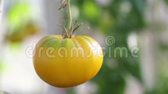 黄色的西红柿生长在树枝上视频的预览图