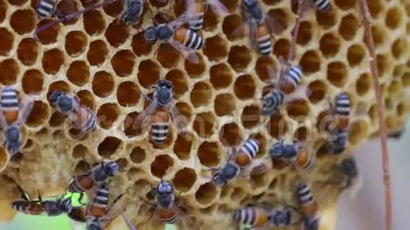 蜜蜂在蜂巢上工作视频的预览图