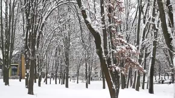 一个覆盖着雪的公园里的高大树木视频的预览图