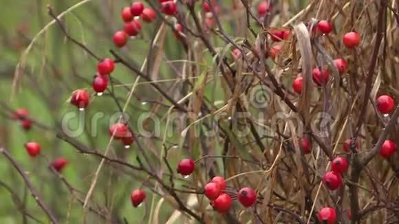 灌木丛里的小红莓视频的预览图