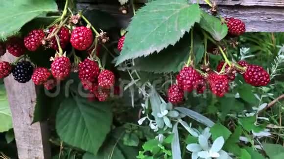 园中的黑莓生长视频的预览图
