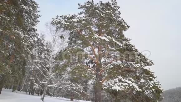 美丽的雪冬自然视频的预览图