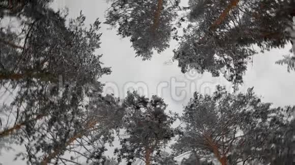 美丽的雪冬自然视频的预览图