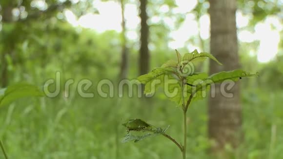 森林里的小植物视频的预览图