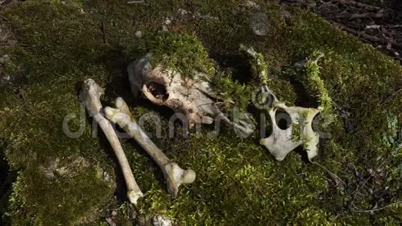 树桩上森林中的老动物骨头视频的预览图