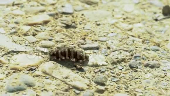 毛毛虫爬过马路视频的预览图